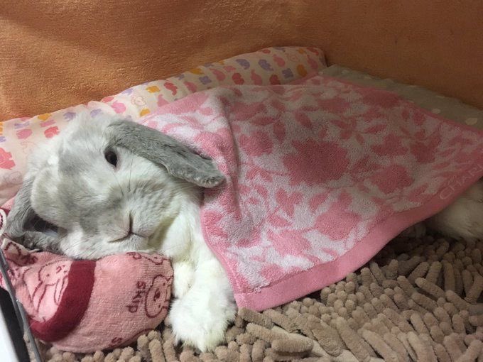 RabbitEveryHour's tweet photo. https://t.co/9PD11bt7i4