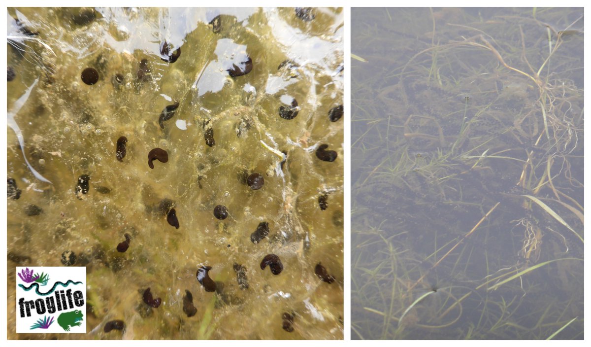 froglifers's tweet photo. #Frogspawn vs #Toadspawn ….do you know the difference?
As toadspawn is becoming increasingly rare (find out more here: https://t.co/ZXFriDlzWe), it’s often difficult to determine between toadspawn & frogspawn if you’re unsure of the differences.
Can you spot the difference? https://t.co/Eyh0m9LZuZ