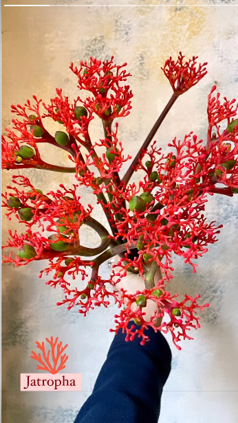 Quello della Jatropha corallo non sembra nemmeno un fiore! Si usa come fiore reciso per impreziosire le composizioni e i bouquet. Vieni a trovarci per scoprirla personalmente!
capoverde.com/fiori-piante/l…
#capoverdemilano #jatropha #jatrophacorallo