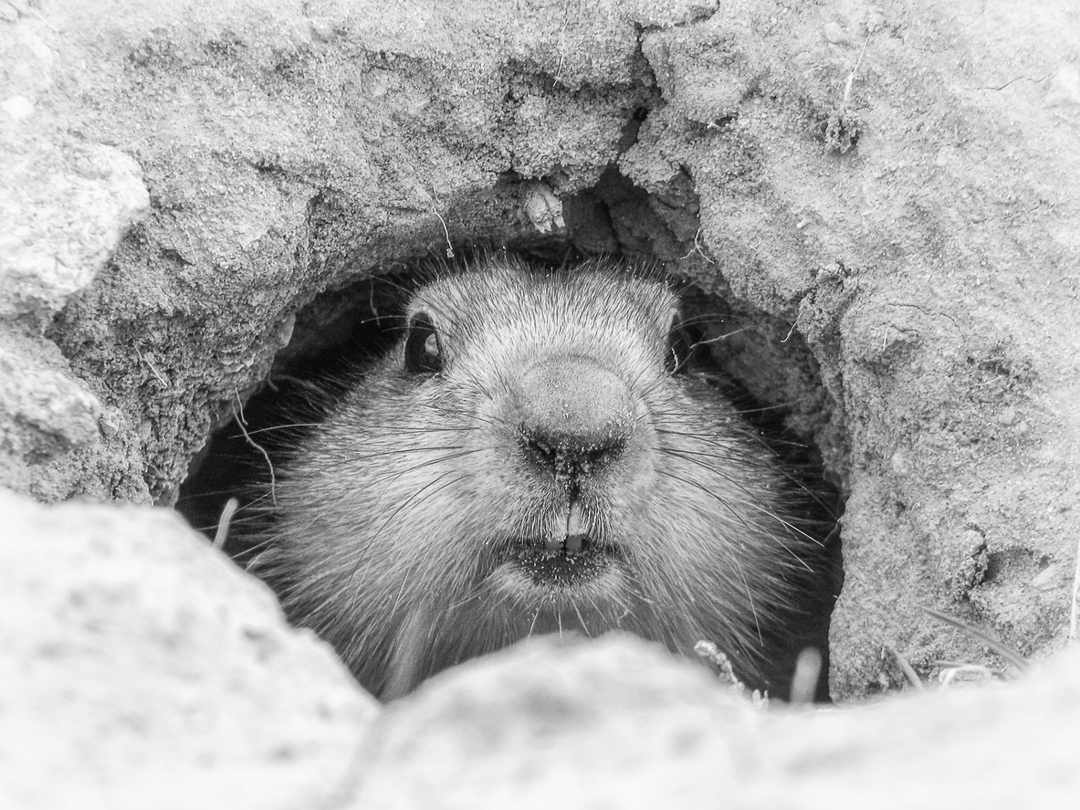 It's Groundhog Day! Will he see his shadow or won't he -- what do you think? #GroundHogDay