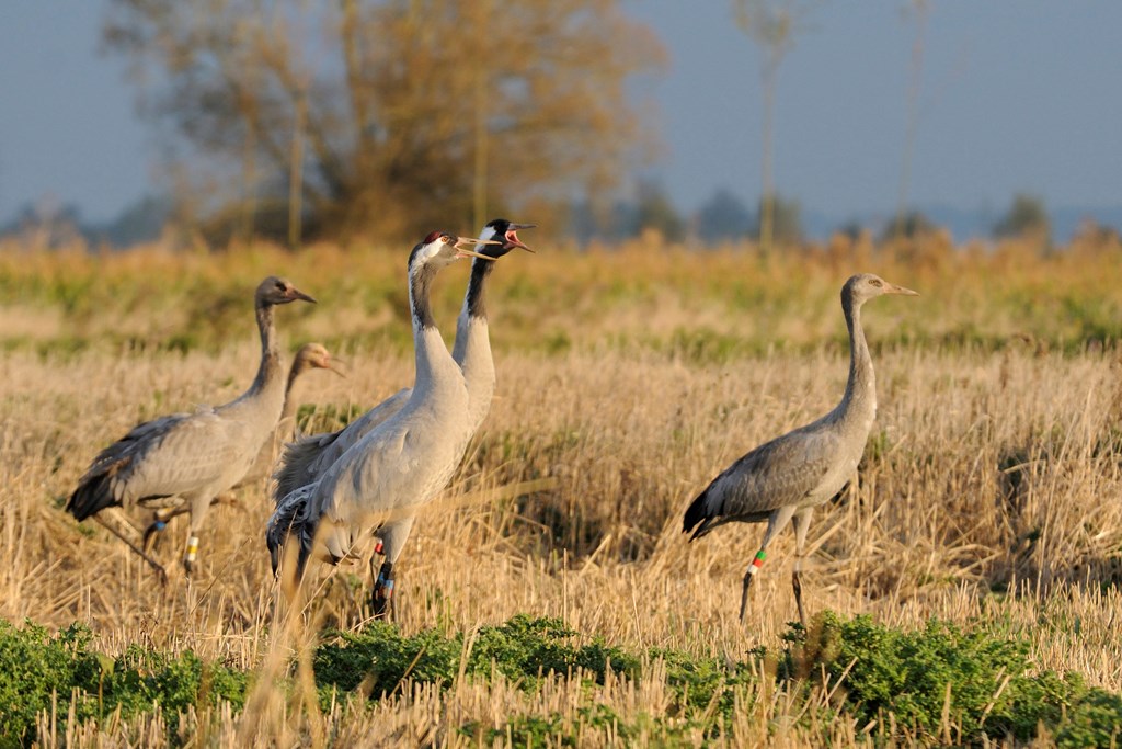 Breeding cranes again reached a new high in 2023 with at least 80 pairs across the UK. Read the blog by @ajstanbury on the return of cranes to the UK, the importance of protected sites, and what is needed to encourage further expansion. 👉 shorturl.at/kmBDW #Ornithology