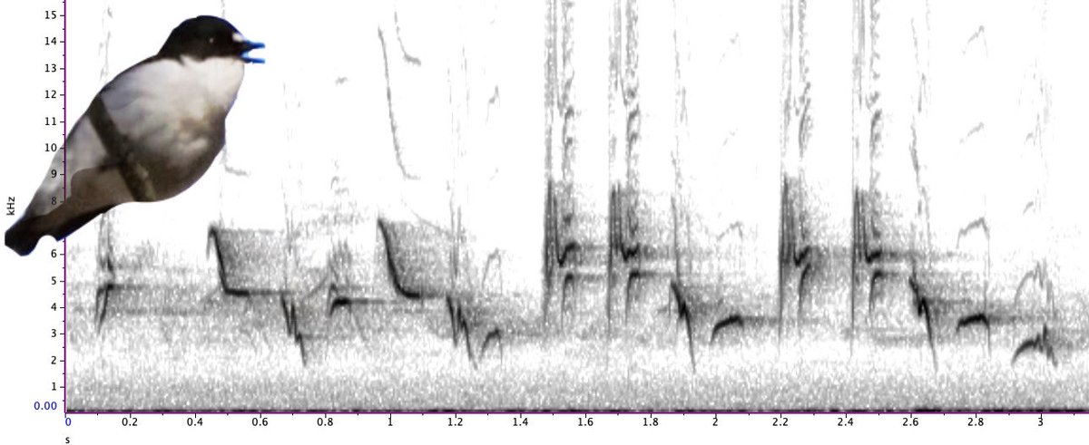 📢 Data analyst in AI-based sound detection needed!

We have another position available (12 mo)- for someone to help us develop machine learning models to detect and classify birdsongs!! Come join our lab- lots of exciting research going on: bit.ly/3Ss5VOq

Please RT!
