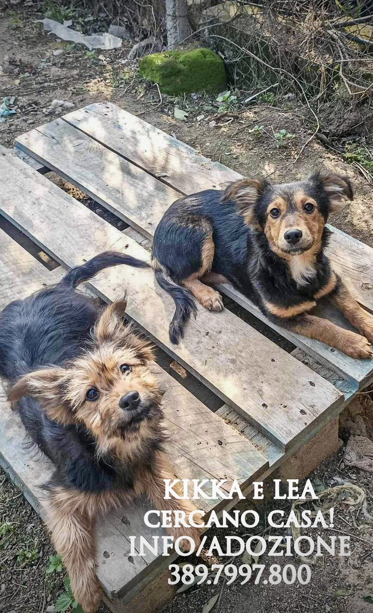~ Basilicata

KIKKA e LEA sono felicemente approdate in stallo da Maria Antonietta 🥰Ora dobbiamo trovar loro una 🏡
Le aiutiamo? 🙏🆘

Sono 2 sorelline di 5 mesi ca. fut. tg medio piccola 
👉INFO/ADOZIONE Maria Antonietta ☎️389.7997800
🙏CONDIVIDETE, abbiamo 1 solo mese!🙏🆘🏡❤️