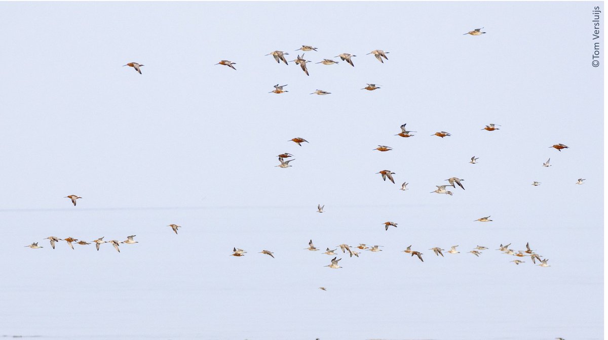 PhD opportunity @NIOZwdrc : Come join us unravelling the population structure and migration ecology of Bar-tailed #Godwits, to help conservation. Project of #BirdEyes #Waakvogels with @AllertBijleveld, @GlobalFlyway and me. Deadline 4 March. More info: workingat.nioz.nl/o/phd-position…