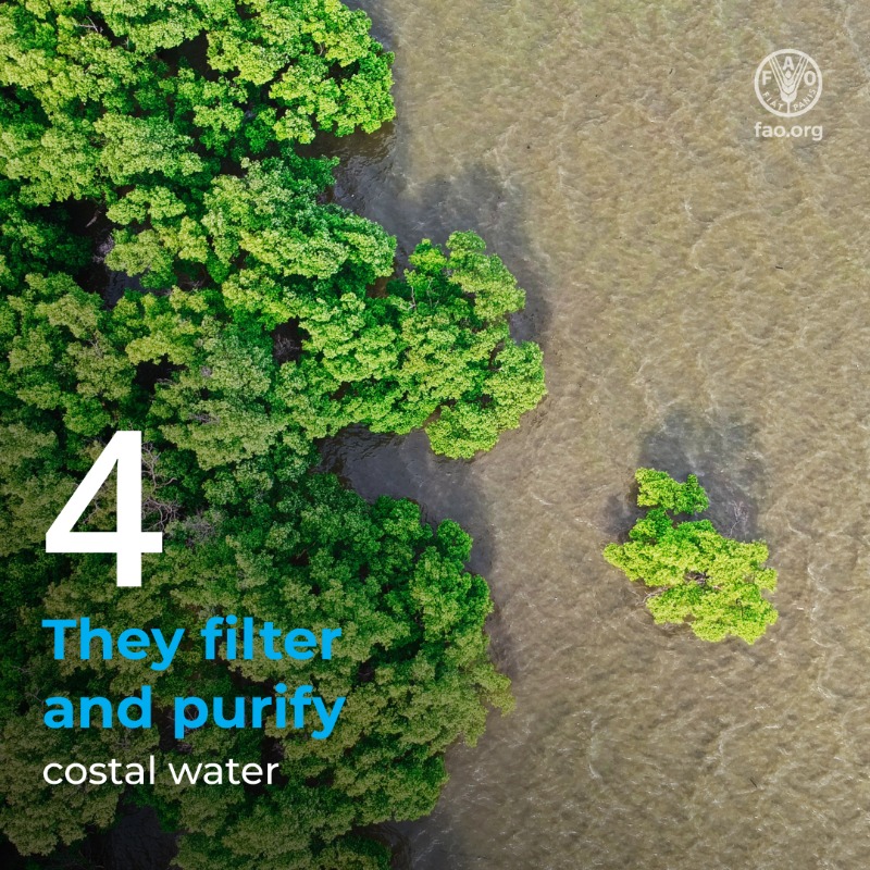 FAO's tweet photo. Mangroves protect us from climate change, preserve biodiversity, support livelihoods &amp; are essential for the nutrition &amp; food security of millions.

We all benefit from mangroves. Protecting them is protecting the health of our planet.

#EarthDay #GenerationRestoration
