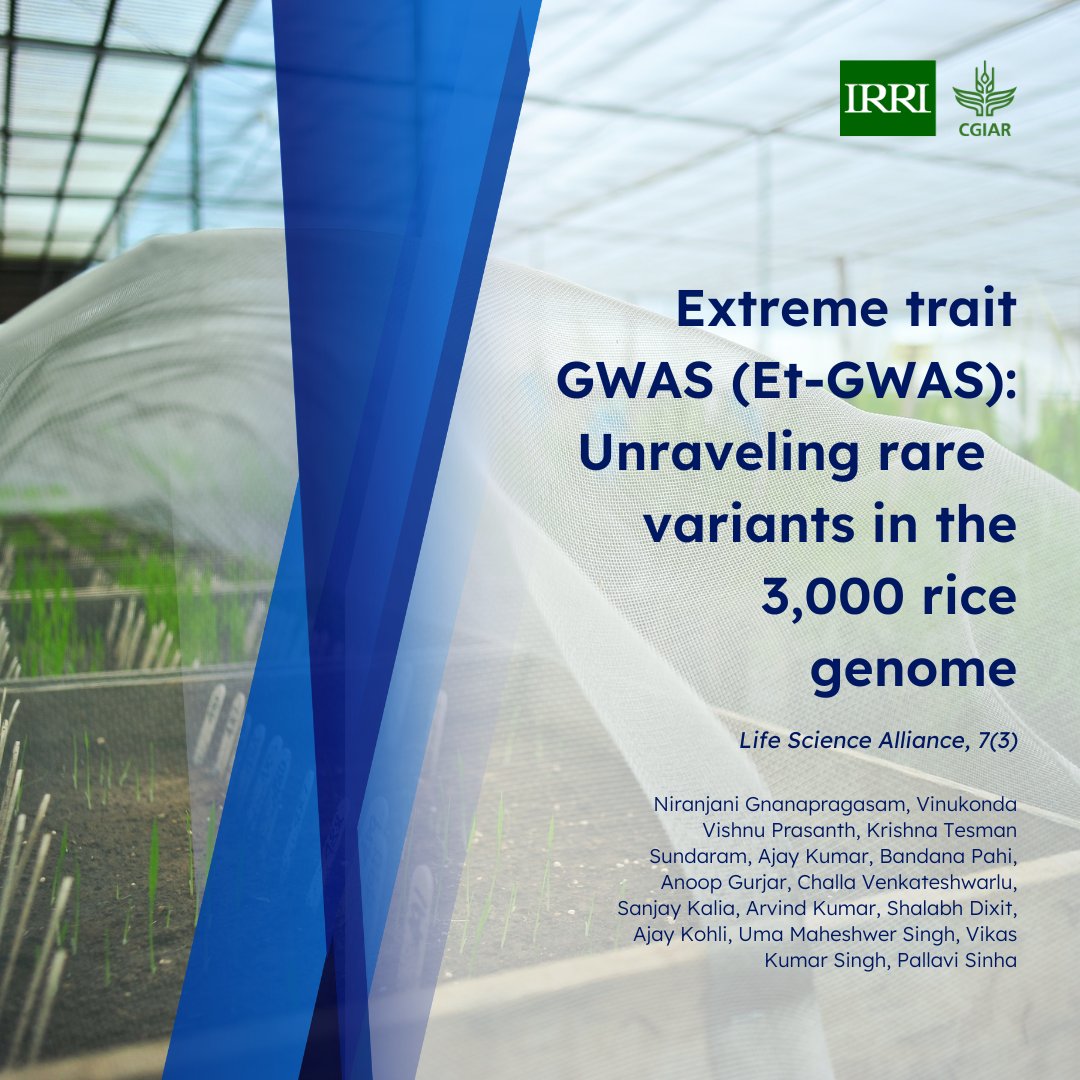 #ResearchSpotlight: This study zeroes in on an expansive dataset, showcasing the 3,000 Rice Genome Project. Using an innovative approach - ET-GWAS, scientists identified superior haplotypes for 5 key genes linked to enhancing yield under drought. 🧬

Read: bit.ly/3Hbm85E