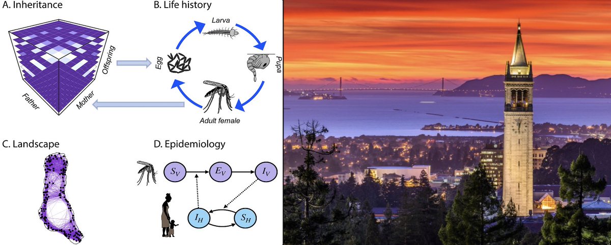 Please RT: We are looking for a postdoc to join our team at UC Berkeley working on mathematical &amp; computational models of gene drive systems in mosquito vectors of malaria, dengue &amp; other diseases. More info on the position &amp; how to apply here: marshalllab.com/postdoc-ad-662…