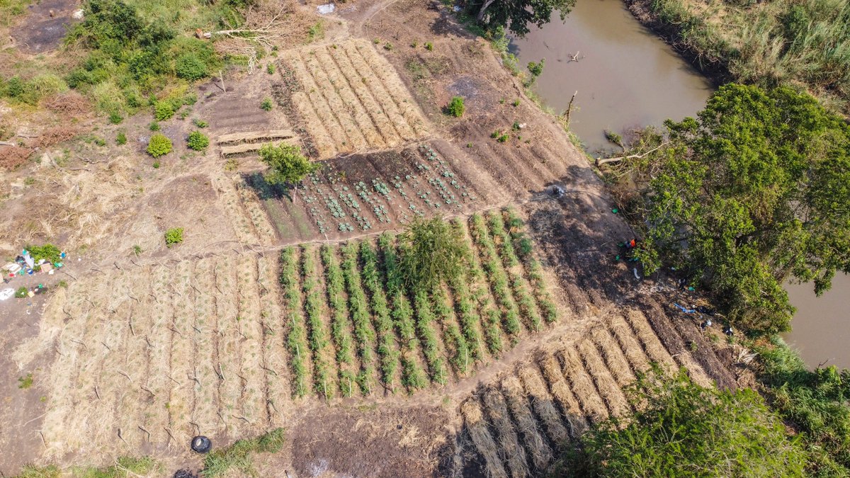 FARMER STORY! Meet Mr. Andreku Geofrey, commonly known as Owen, a resident of Village 20, Imvepi parish, Terego District, who is an all-around seasonal vegetable #farmer in Imvepi. He utilizes a #solar irrigation system @WHH provided to support his production during the dry…