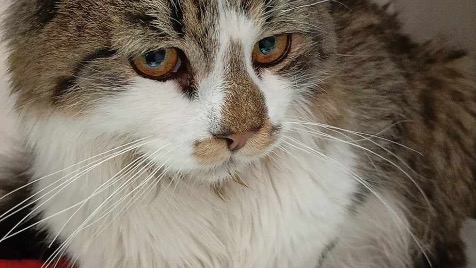 Chyba nie ma gorszego uczucia jak to, kiedy widzisz jak twój Przyjaciel umiera, a Ty nie możesz zrobić nic bo nie stać Cię na leczenie 😭

Puszek to przyjaciel 12-letniej dziewczynki, której rodziców nie stać na dalsze leczenie...

Odwrócimy zły los? 🙏🙏
pomagam.pl/ewrf97