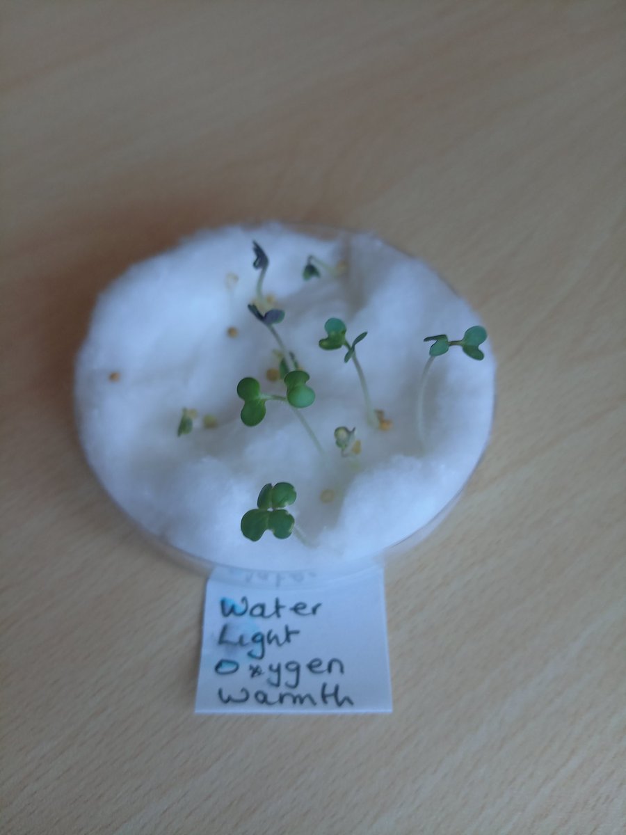 MissFox24099367's tweet photo. Fantastic seed experiment completed by the Land Based Studies boys @TheRowansAP . Investigating environmental conditions for successful growth, with some fascinating results! 🌱 Great work guys. 🙌 https://t.co/eWVs5A4FiF