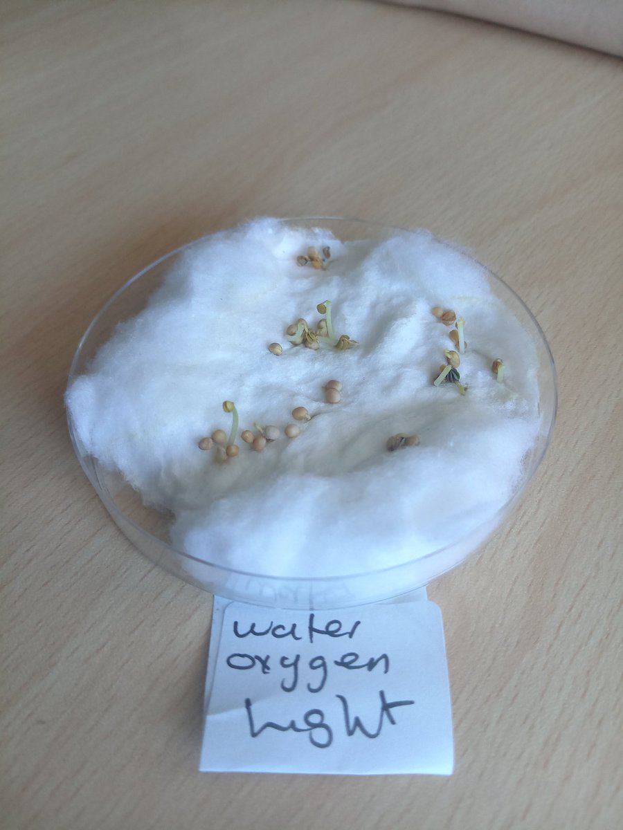MissFox24099367's tweet photo. Fantastic seed experiment completed by the Land Based Studies boys @TheRowansAP . Investigating environmental conditions for successful growth, with some fascinating results! 🌱 Great work guys. 🙌 https://t.co/eWVs5A4FiF