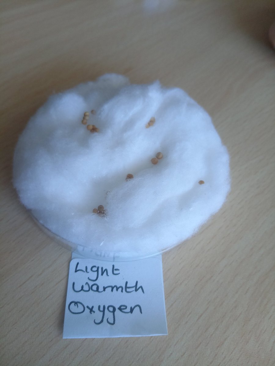 MissFox24099367's tweet photo. Fantastic seed experiment completed by the Land Based Studies boys @TheRowansAP . Investigating environmental conditions for successful growth, with some fascinating results! 🌱 Great work guys. 🙌 https://t.co/eWVs5A4FiF