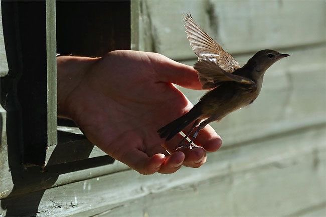 hope is the thing with feathers