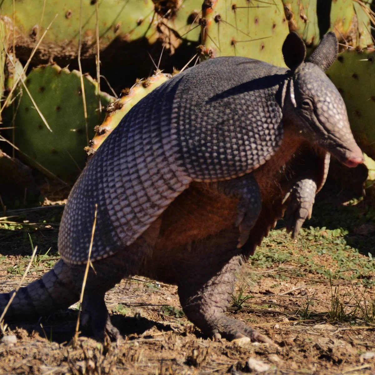 Armadillo on its hind legs