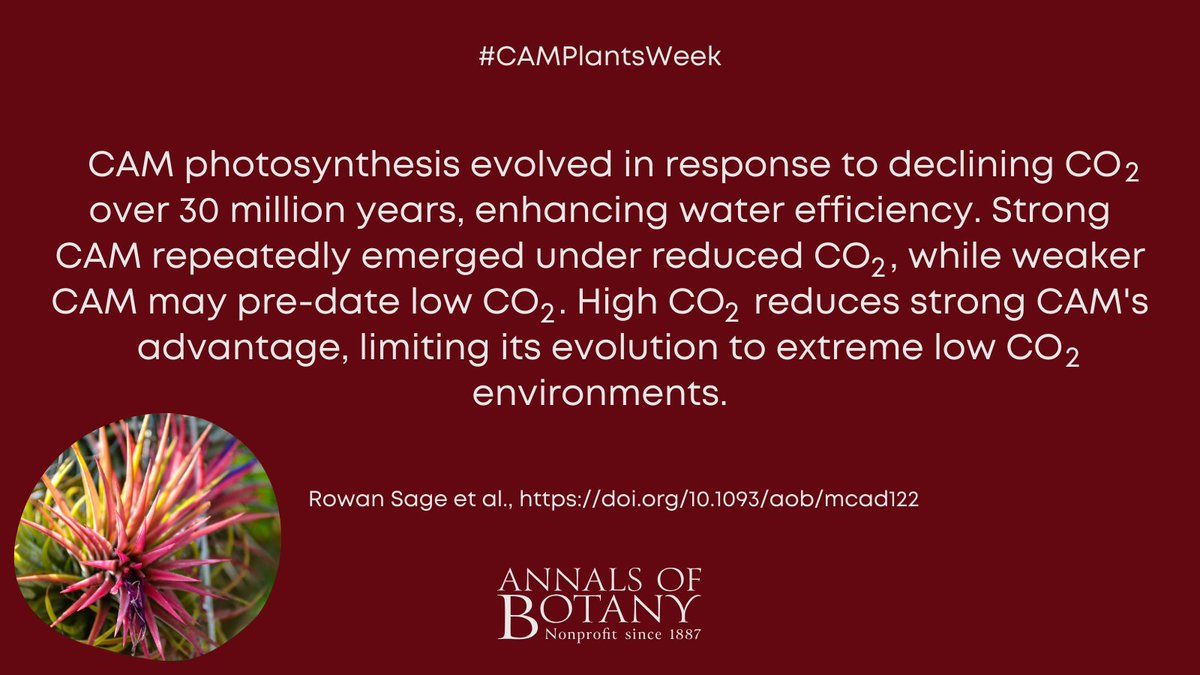 Annals of Botany (@annbot) on Twitter photo 🌵 #CAMPlantsWeek
Atmospheric CO2 decline and the timing of CAM plant evolution by Rowan Sage and co-authors in <a href="/annbot/">Annals of Botany</a>
#openaccess article
👉botany.fyi/Mn1Hfb
#PlantScience #Botany 🌵 #CAMPlantsWeek
Atmospheric CO2 decline and the timing of CAM plant evolution by Rowan Sage and co-authors in <a href="/annbot/">Annals of Botany</a>
#openaccess article
👉botany.fyi/Mn1Hfb
#PlantScience #Botany