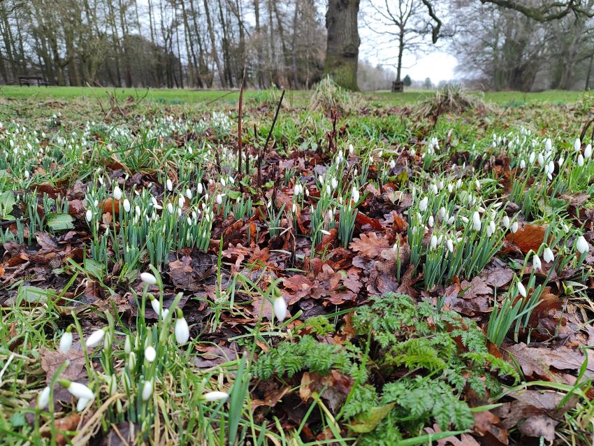 midgov's tweet image. What have you got on this weekend? Fancy a stroll at #Vogrie Country Park ? The #snowdrops are out and spring is in the air!💮🌳🚶😊