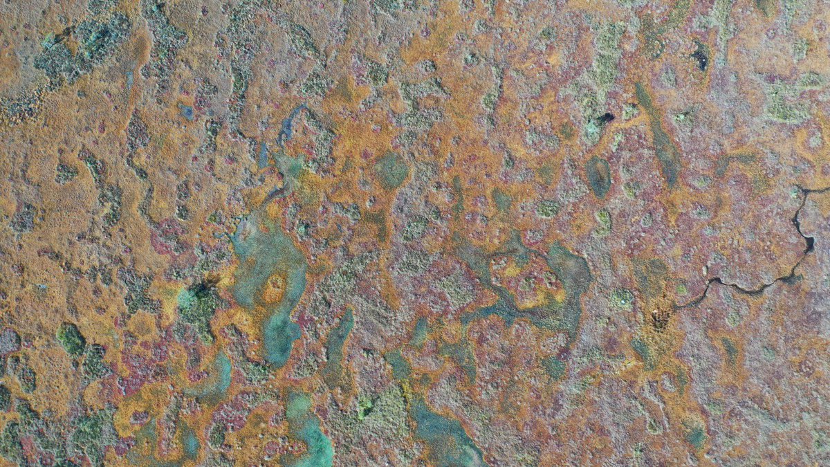 Daniel Colson tweet media