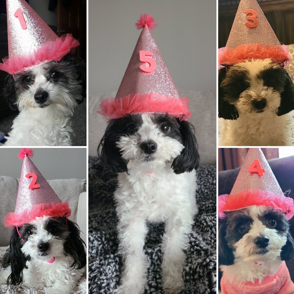 Abs3500's tweet image. Happy 5th birthday, Roxy! Another year older and still the best dog ever! You make my life better every day you're in it. "Dogs are our link to paradise."