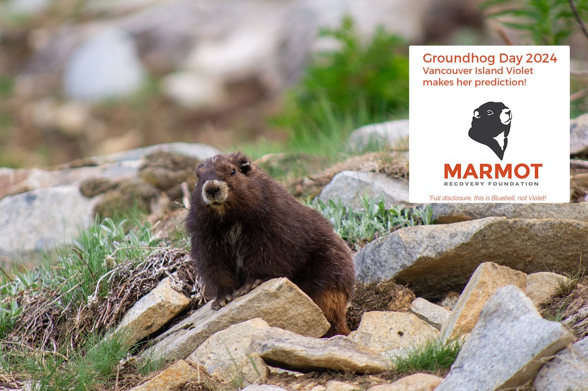 Groundhog Day Update: "Van Isle" Violet has predicted "more winter"! Violet also expressed a strong desire for more sleep marmots.org/groundhog-day-…