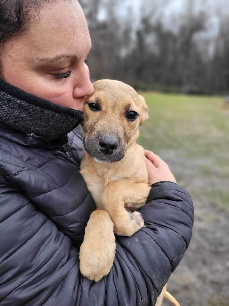 Pies do adopcji, Zgierz
Szczeniak suczka urodzona we wrześniu ( bedzie w przyszłości...
wieszgdziezwierz.pl/psy/do-adopcji…
#piesdoadopcji #doadopcji #pies #adoptuj #niekupujadoptuj #zgierz