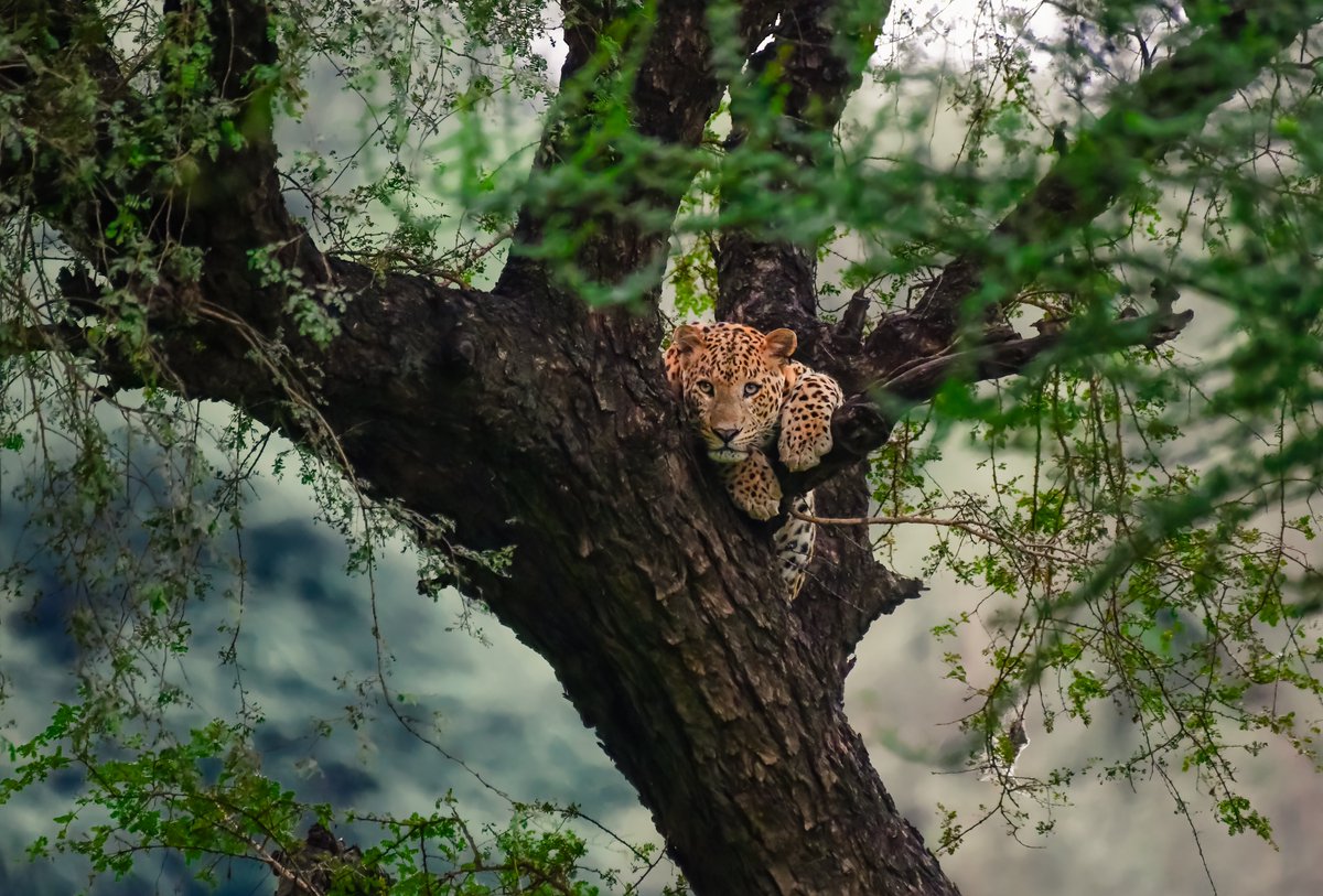 bownaankamal's tweet photo. Defining the Target | Rockstar Rana | Jhalana | India
#animalkingdom #coloursofindia #leopardsofindia #jhalana #jawswildlife #leopardlover #bownaankamal https://t.co/QXXwnNZ7sp