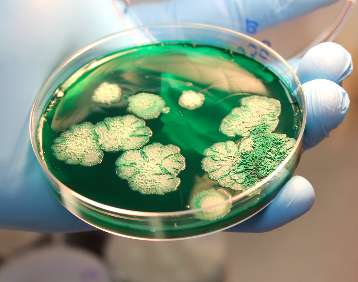 Microchemlab's tweet photo. Can you guess what Microchem is testing today? 
🦠🔬

#MicrochemLaboratory https://t.co/NK6hOeyX6x