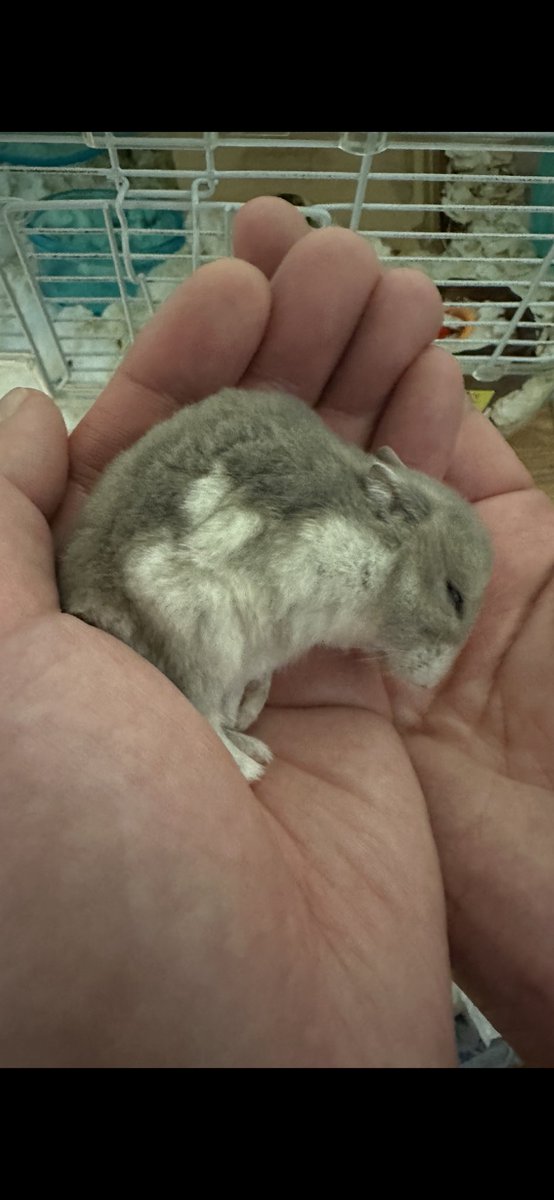 DJKooooU2003's tweet photo. うちの最高のペット🐹
『もふまる』
ラスト4枚目のR6.2.2(約3才)最期の写真は賛否両論あると思うが、家族の中で誰よりも写真を撮っていた私が堂々と載せます。まるで普段のようにぐっすりと眠っている様子で、彼も幸せだったと感じます。
本当に可愛い🫶ありがとう🥹 https://t.co/spZ42sHeQA