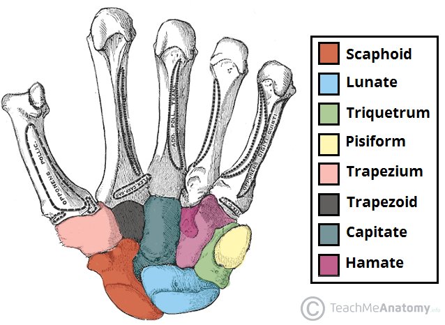 IhabFathiSulima's tweet image. The most common #dislocated #carpal bone ?
A. #Scaphoid.
B. #Lunate.
C. #Capitate.
D. #Trapezium.