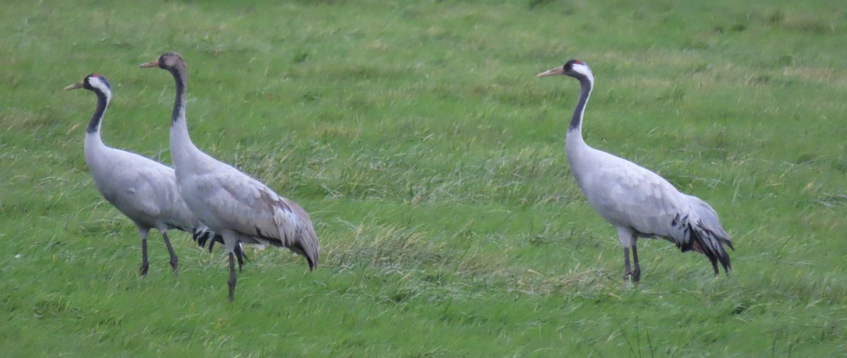 driesdomhof's tweet photo. Het eerste paartje kraanvogels is weer aangekomen in het korenburgerveen. Ben benieuwd hoeveel paar dit jaar komt broeden (vorig jaar 4).
(Archieffoto)
#vogelspotchallenge #dag33 https://t.co/FUEfqUUQgY