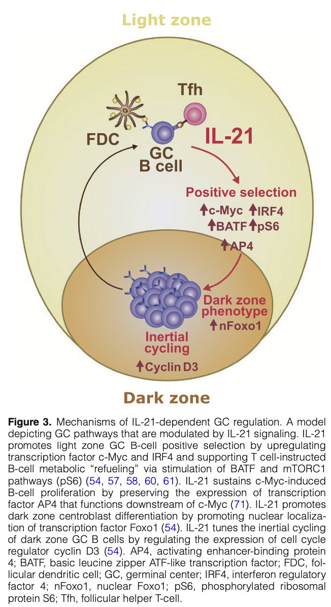 New review from Lina Petersone & I highlights recent findings on IL-21 and germinal center biology. Such an interesting cytokine! dx.doi.org/10.1093/intimm…