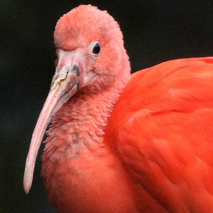 brookfield_zoo's tweet image. It&apos;s #WorldWetlandsDay! You can help protect wetlands &amp;amp; native species: 
💧 Picking up litter and keeping trash out of our waterways
💦 Using phosphate-free detergent, which is friendlier for aquatic life
💧 Planting native species to preserve the natural balance of waterways!