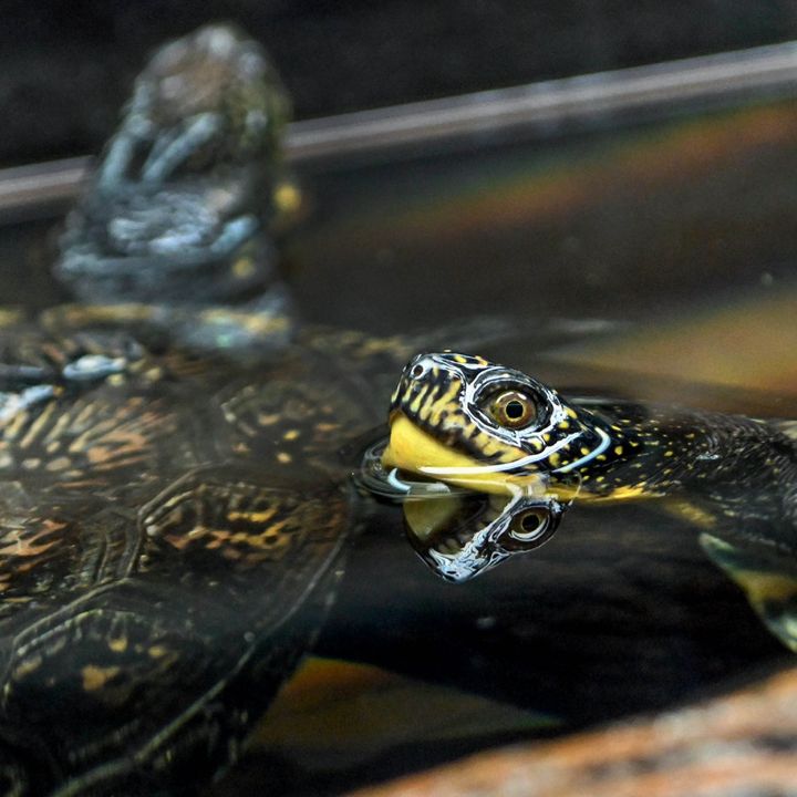 brookfield_zoo's tweet image. It&apos;s #WorldWetlandsDay! You can help protect wetlands &amp;amp; native species: 
💧 Picking up litter and keeping trash out of our waterways
💦 Using phosphate-free detergent, which is friendlier for aquatic life
💧 Planting native species to preserve the natural balance of waterways!