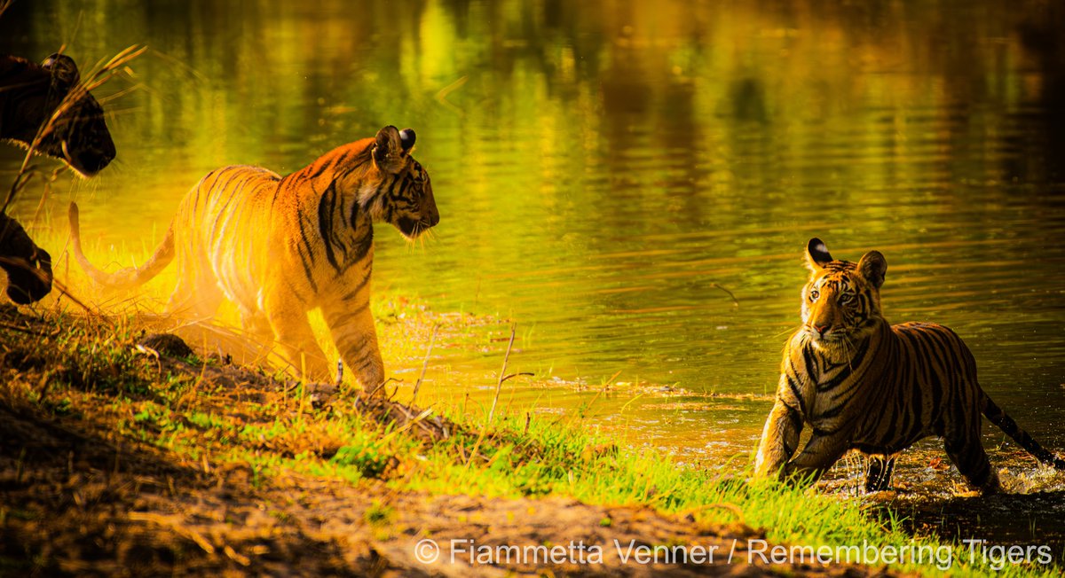 Remembering Wildlife tweet media