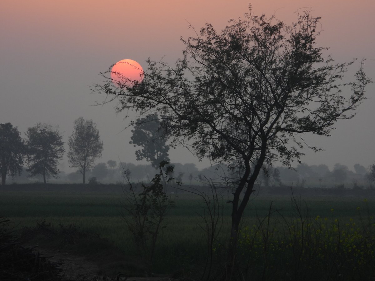 mmatalpur's tweet image. #SettingSun and a Tree