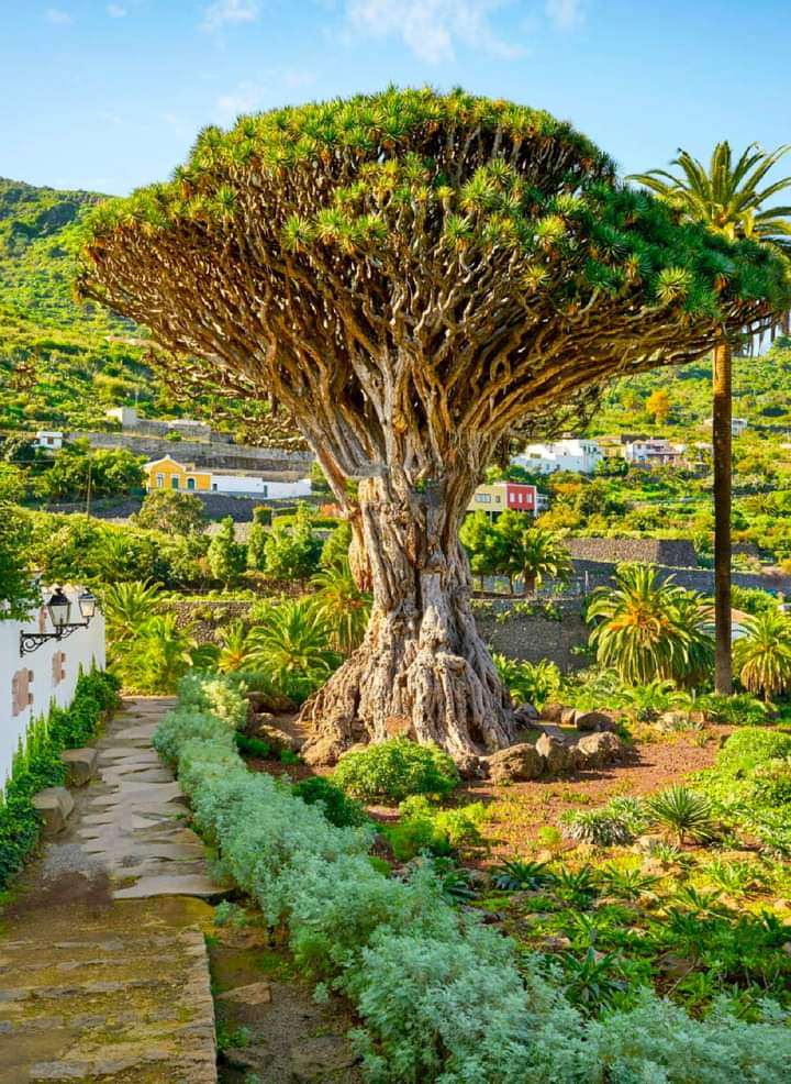 HasaanXaib's tweet photo. #Dragontree, Dracaena drago, La Orotava, Tenerife, Canary Islands, #Spain 🇪🇸
#photography
#trees https://t.co/ej00uGh4yl