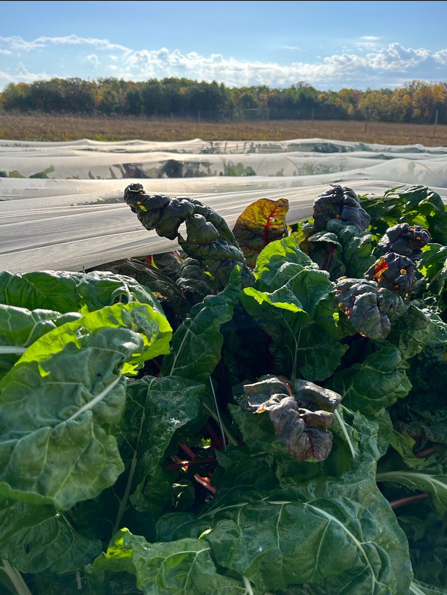 Pest netting is a crucial and valuable investment for small-scale farmers. 
🪲🐛 #pestmanagement 🦗