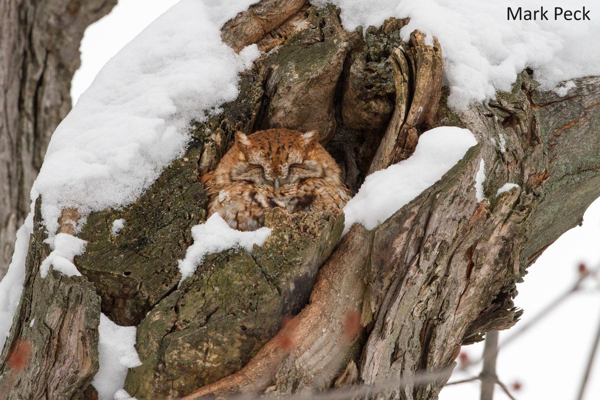 Ontario Breeding Bird Atlas tweet media