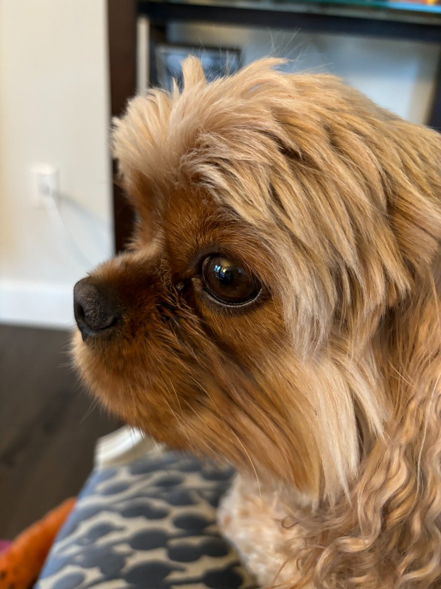 rebeccawetteman's tweet photo. Patrick is giving full-on side eye to the idea of working over the #weekend!
As our Chief #worklifebalance Officer, he knows how important it is to unplug from work. And he's wishing everyone a #happyweekend of rest and relaxation!
#dogs #dogsknowbest #dogslife #dogsoftwittter https://t.co/q4hLWjeTir