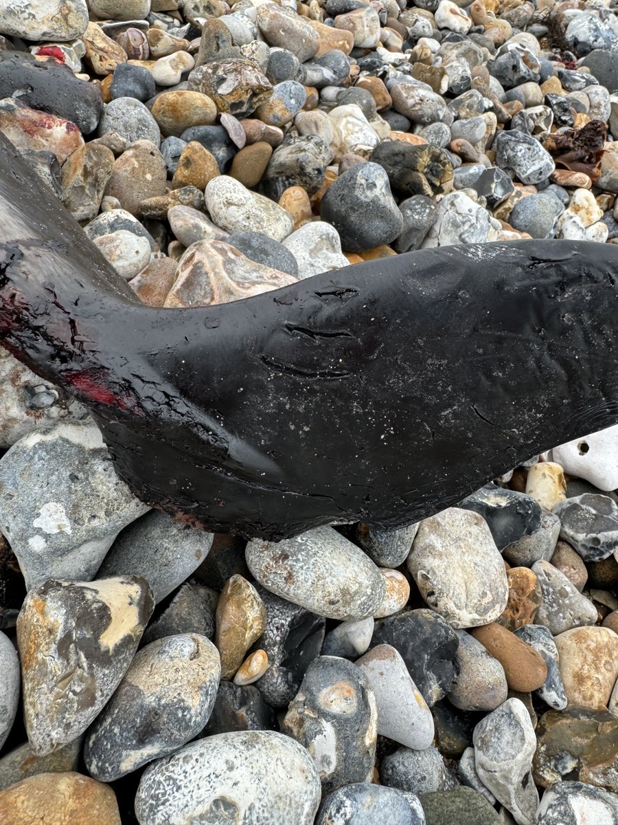 Just back from recovery of this juvenile male harbour porpoise, stranded near Pagham, West Sussex. Some scavenger damage, possible evidence of bottlenose dolphin interaction. #CSIOfTheSea examination at @ZSLScience next week- many thanks to the team at @RSPBPagham for their help!