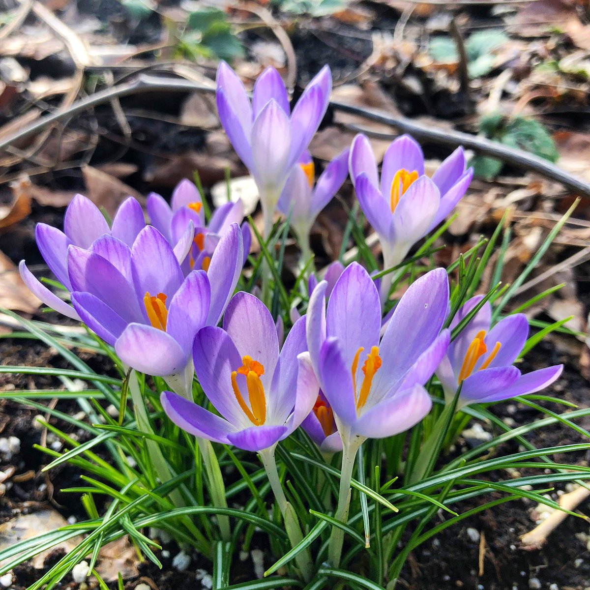 MikeKATU's tweet image. FAKE SPRING… two weeks ago we were 15° and covered in ice.  Now the crocus are blooming trying to bring in spring?  Mother Nature apologizing for trying to kill us all last month.  Don’t buy it.  She’s not done with winter yet #LiveOnK2 #notspringyet #Portland #fridaymorning