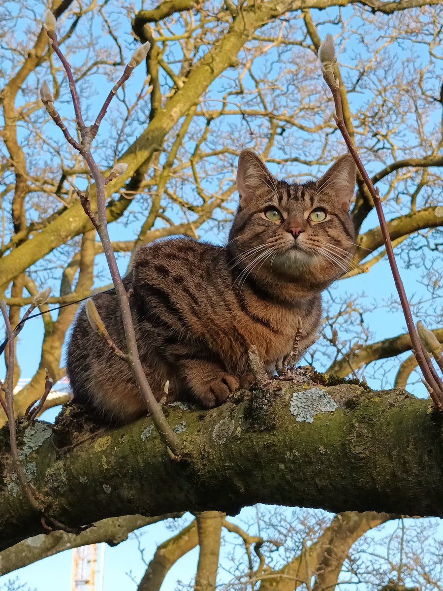 Mon Ange 🐈‍⬛😇❤️