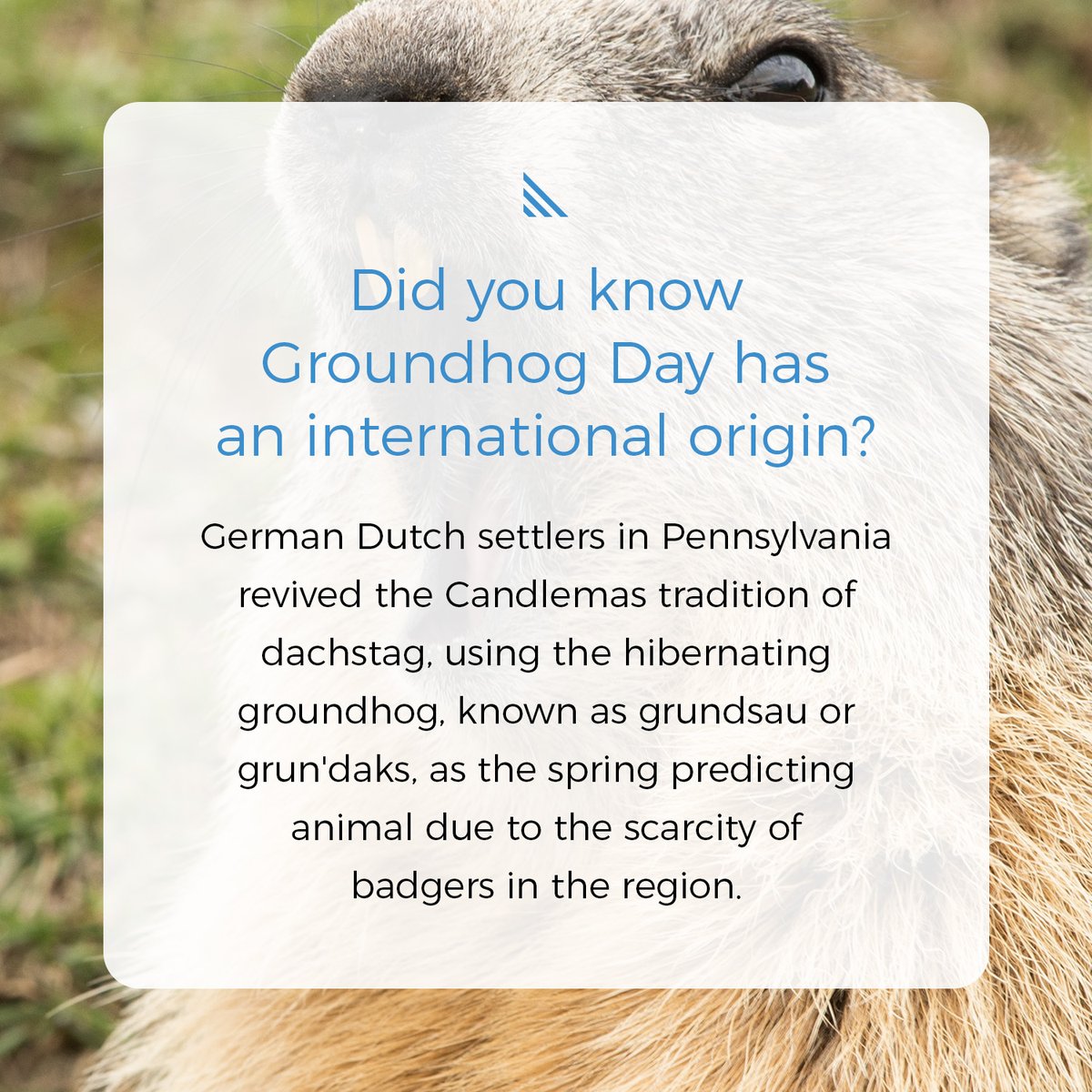 CSOFTHealth's tweet image. We can’t tell you if you’ll have another six weeks of winter, but we can translate your local groundhog’s findings into any language you’d like. 🌍✨ Check out the link in our bio for more! #GroundhogDay #TranslationMagic #WinterPredictions