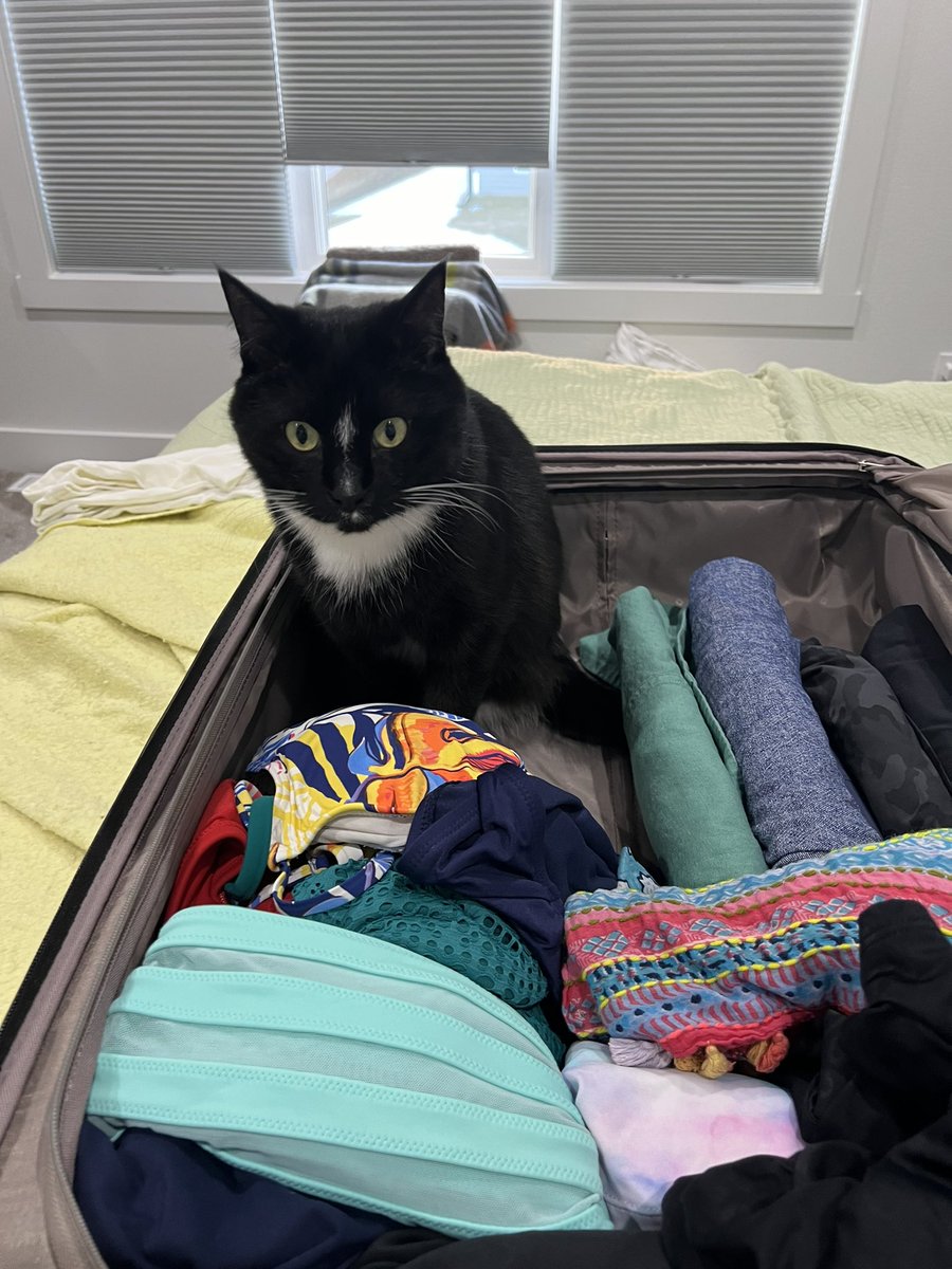 I do not like the looks of this..I fits maybe my hoomans will take me with.
#catsfunny #CatsAreFamily #CatsOnX #AdoptDontShop