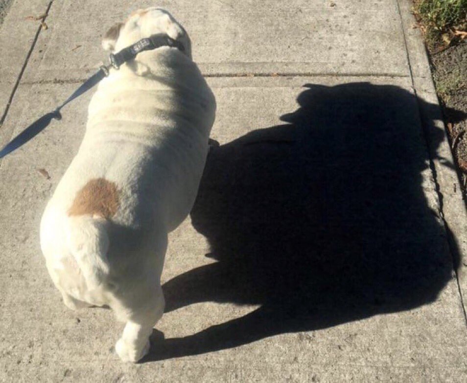 Happy GroundHog Day… There is No way to Miss this… You See my Shadow… I know You do… Love, Gertie’s Family 🌈🍩🐾🐶🐾 #gertiethebulldog #gertiegotdonuts #queenofallbulldogs #GroundhogDay2024 #beautiful #bulldog #dogsoftwitter #dogs #dog