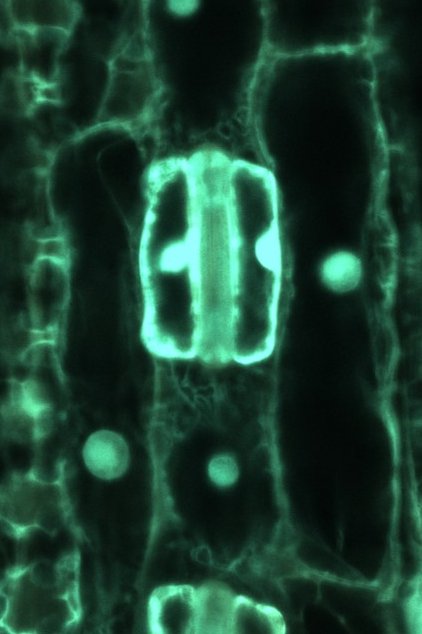 Plant Energy Biology Lab (@schwarzland_lab) on Twitter photo Just out in <a href="/JXBot/">JXB @jxbotany.bsky.social</a>: glutathione redox biosensing in barley – a first in cereal crops! 🌾🔬
Door opener led by Finja & <a href="/schwarzeacht/">Stefanie Müller</a> to get to the bottom of crop stress responses.
<a href="/Ivan_F_Acosta/">Ivan F. Acosta</a> <a href="/RedoxUBonn/">Andreas Meyer</a> <a href="/HochholdingerF/">Frank Hochholdinger</a>
image cred <a href="/niemeier_jan/">Jan-Ole Niemeier</a> & Pedro
doi.org/10.1093/jxb/er… Just out in <a href="/JXBot/">JXB @jxbotany.bsky.social</a>: glutathione redox biosensing in barley – a first in cereal crops! 🌾🔬
Door opener led by Finja & <a href="/schwarzeacht/">Stefanie Müller</a> to get to the bottom of crop stress responses.
<a href="/Ivan_F_Acosta/">Ivan F. Acosta</a> <a href="/RedoxUBonn/">Andreas Meyer</a> <a href="/HochholdingerF/">Frank Hochholdinger</a>
image cred <a href="/niemeier_jan/">Jan-Ole Niemeier</a> & Pedro
doi.org/10.1093/jxb/er…