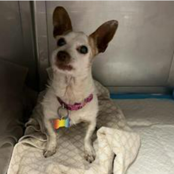 mapleveewesem's tweet image. 💔🆘💔 Downey #California ACC doesn't have just large dogs waiting for forever homes. Meet CODY, an 8 yo tiny 8 lb terrier. He came in Jan 2, and for some reason was under evaluation until yesterday. Plz go see him &amp;amp; the other Downey Smalls 🙏 info ⬇️
#A5601637