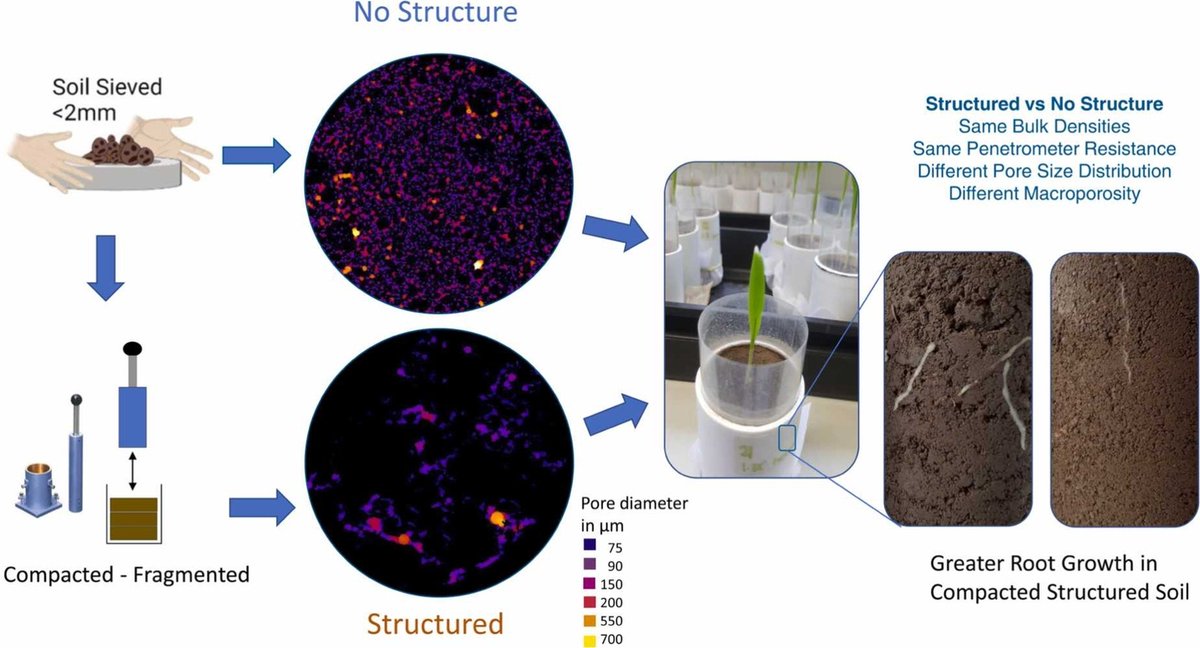LicidaGiuliani's tweet photo. Unveiling a novel lab technique that mimics the intricate complexity of #SoilStructure 🌱 #SoilCompaction #Macroporosity #XrayCT Thanks to @PD_Hallett and @Enviroken https://t.co/ppFpfqlBuN https://t.co/XtXapvYizY