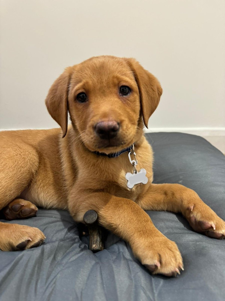 Queen Emma Primary School tweet media