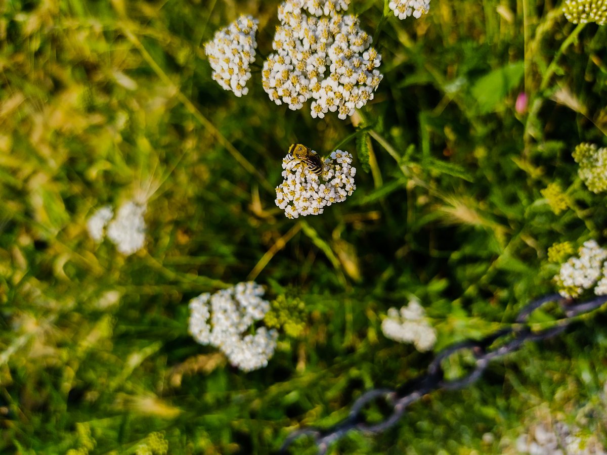 somebody_think's tweet photo. @KrisMichelleZ Beautiful flowers - Have a great day #naturelovers #Flowers https://t.co/WFIXkyB7b1