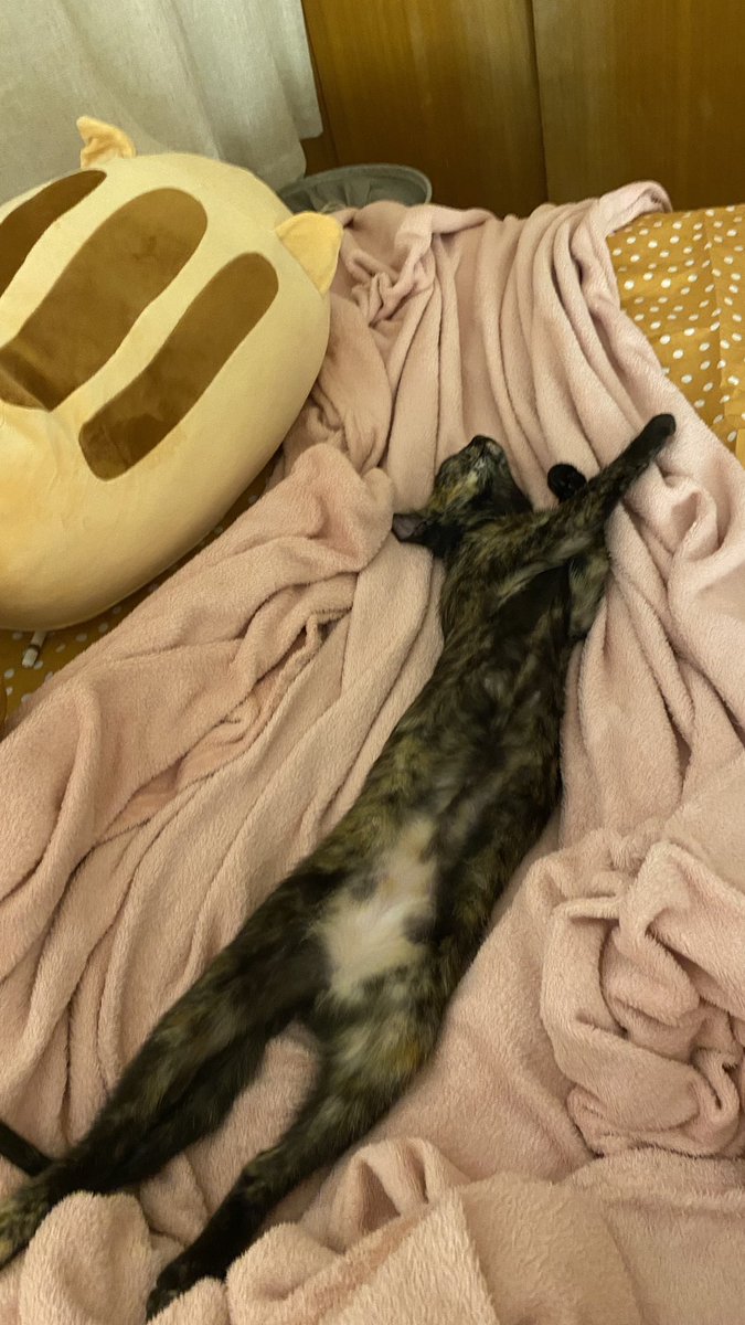S0URBLUE's tweet photo. estou sendo mãe de pet temporariamente e maternidade nao eh fácil mas a niezinha é a coisa mais preciosa desse mundo quero guardar ela num potinho https://t.co/WAQGlclOV5